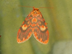 Ammatho cuneonotatus