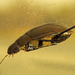 Hydrophilus piceus - Photo 由 Riccardo Novaga 所上傳的 (c) Riccardo Novaga，保留部份權利CC BY-NC