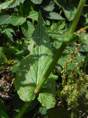 Rumex arifolius