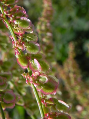 Rumex arifolius
