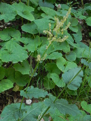 Rumex arifolius
