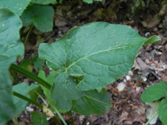 Rumex arifolius