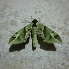 Callambulyx tatarinovii