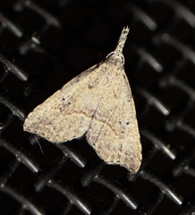 Trigonistis asthenopa