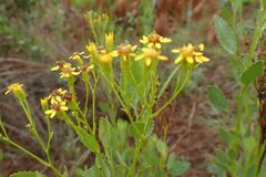 Senecio microglossus