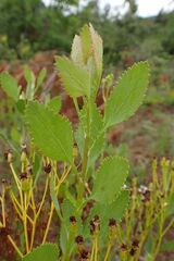 Senecio microglossus