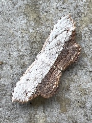 Schidax squamaria