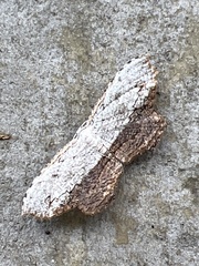Schidax squamaria