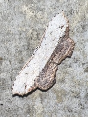 Schidax squamaria