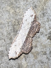 Schidax squamaria