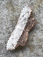 Schidax squamaria