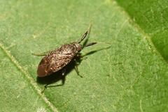 Atractotomus parvulus