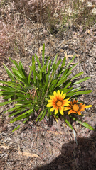 Gazania × splendens