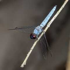 Brachydiplax duivenbodei