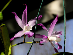 Laelia autumnalis