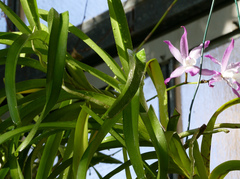 Laelia autumnalis