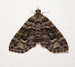 Crasilogia gressitti