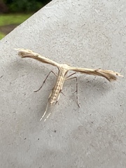 Pterophoroidea