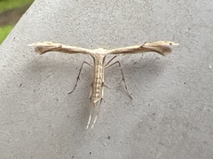 Pterophoroidea