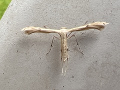 Pterophoroidea