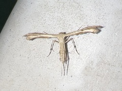 Pterophoroidea