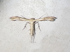 Pterophoroidea