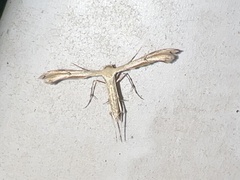 Pterophoroidea