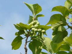 Cordia dichotoma