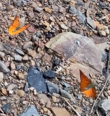 Nymphalidae