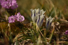 Gentiana algida