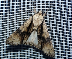 Acronicta alni
