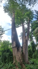 Pterocymbium tinctorium