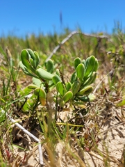 Tetragonia decumbens