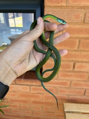 Philothamnus occidentalis