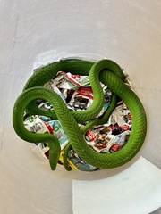 Dendroaspis angusticeps