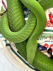 Dendroaspis angusticeps