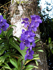 Vanda coerulea