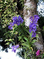 Vanda coerulea