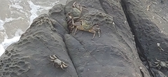 Grapsus albolineatus