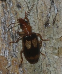 Lebiinae