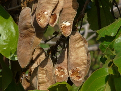 Butea monosperma