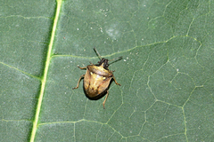 Eysarcoris aeneus