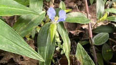 Commelina auriculata