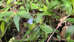 Commelina auriculata