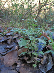 Dichrocephala integrifolia