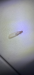 Kalotermitidae