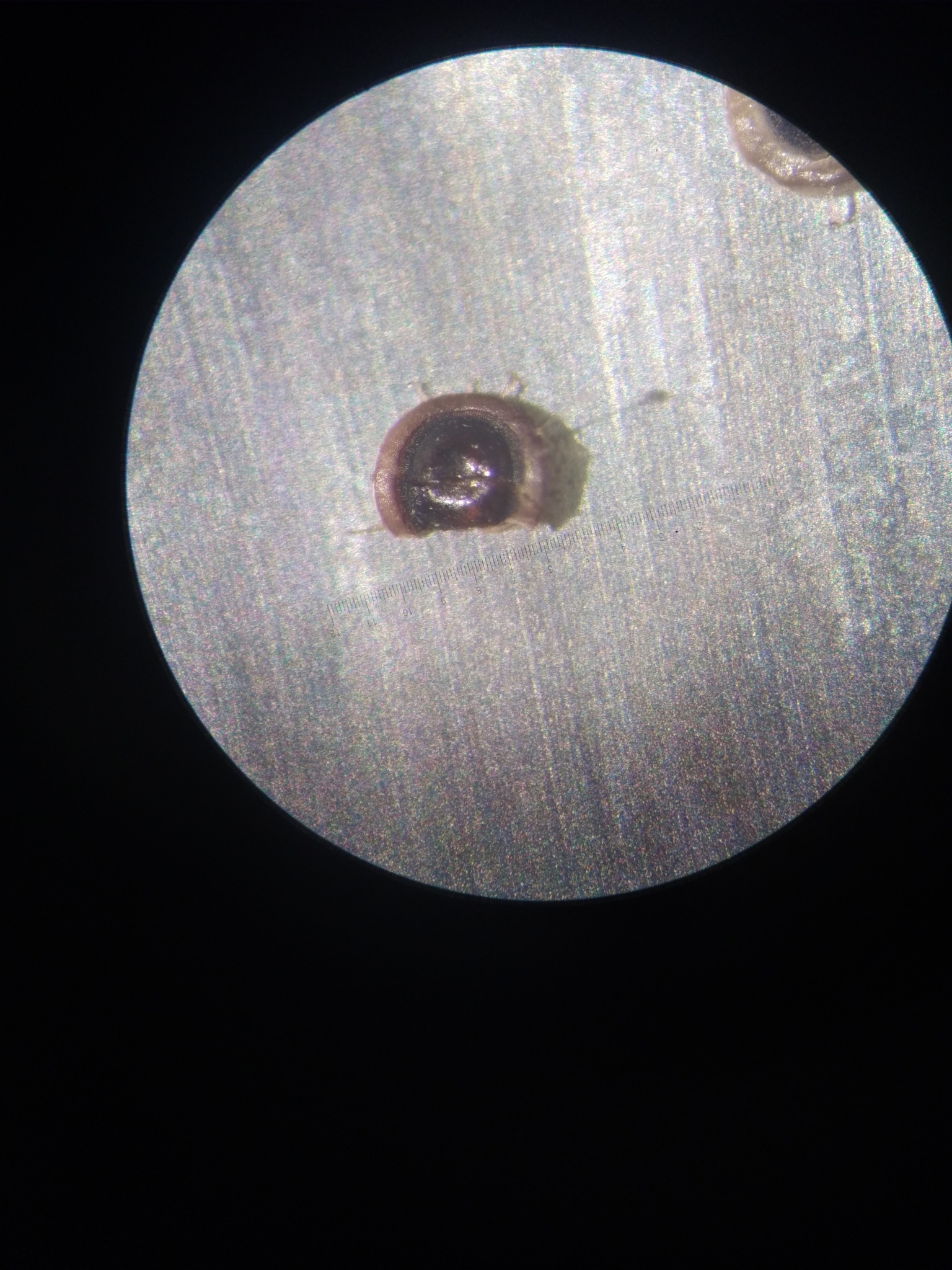 Cristatella mucedo Cuvier, 1798