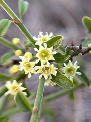 Adolphia californica