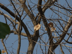 Pterocarpus marsupium