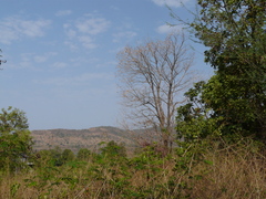 Pterocarpus marsupium